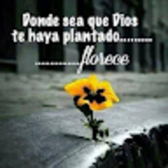 elimflores